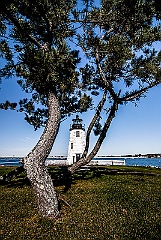 Evergreens on Park By Newport Harbor Light - Gritty Look